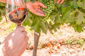 Viña TerraMater: vinos premiados con identidad en el corazón del Maipo