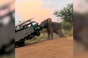Elefante furioso golpeó violentamente un camión safari en Sudáfrica