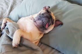 Mi mascota no me deja dormir: qué hacer si tu perro ronca mucho