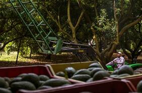 Estudio concluye un uso “eficiente y adecuado” del agua por parte de las plantaciones de palta