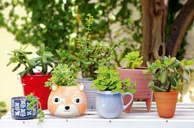 20 maceteros que prometen cambiar tu hogar (y a un precio razonable)