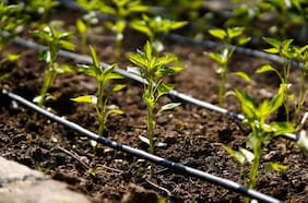 Agricultura regenerativa y eficiencia hídrica: la apuesta de Kilimo con enfoque integral y tecnológica frente a la crisis del agua en Chile