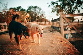 ¿Cómo denunciar un ataque de perros?