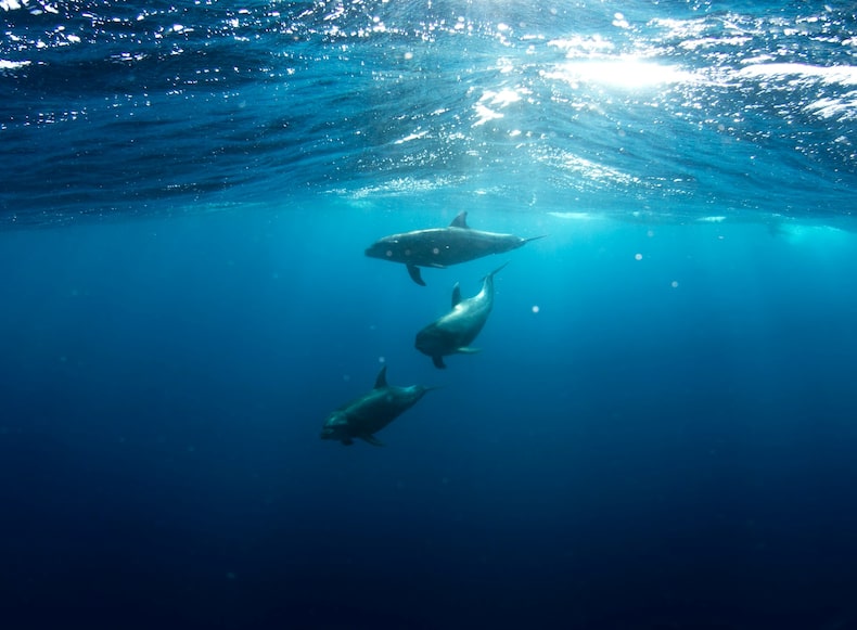 Ocean