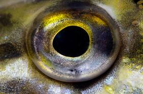 Leer los ojos de los peces: el pionero trabajo de científico para la sustentabilidad de la industria pesquera