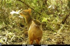 Dejó boquiabiertos a científicos: cámaras trampa revelan extraño hallazgo en el sur de Chile