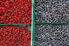 Temporada de arándanos cierra mejor a lo esperado, pero gremio lamenta la calidad de parte de la fruta que se exportó