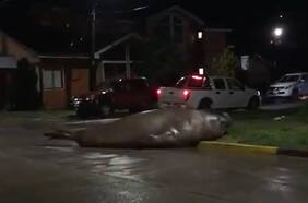 Elefante marino se paseó por calles de Puerto Cisnes generando asombro entre sus habitantes