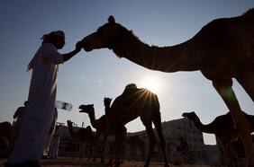 Virus del camello: el coronavirus que tumbó a Francia y que podría ser más letal que el Covid