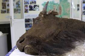 Investigadores quieren clonar un antiguo bisonte hallado en el permafrost