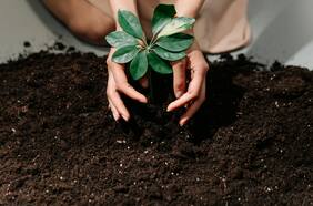 Día del árbol: dónde y a qué hora recibir uno gratis este viernes