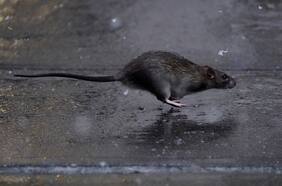 Vecinos denuncian invasión de ratas en sector del río Mapocho