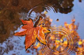 ¿Lloverá? ¿Hará frío o calor? Este el pronóstico de la Dirección Meteorológica para el otoño en Chile