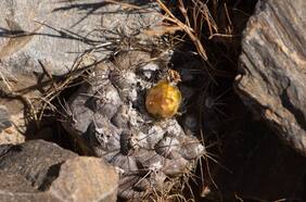 Estas son las nuevas especies nativas en “Peligro Crítico” de extinción