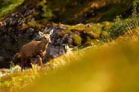 El inédito avistamiento de un huemul en el lugar más austral del continente