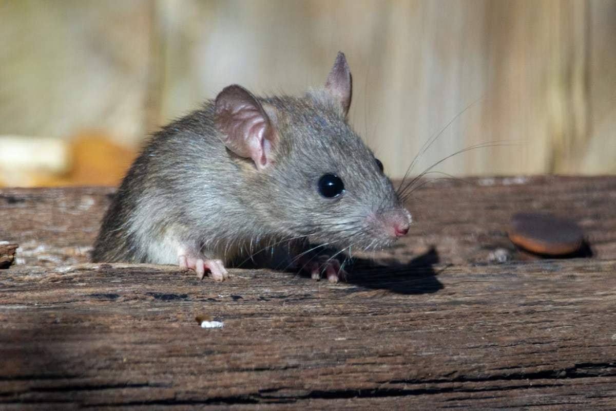 Joven de 24 años es hospitalizado por contagio de hantavirus en Temuco