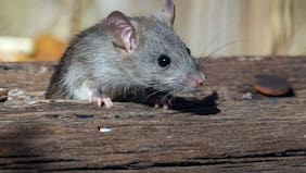 Qué es el hantavirus, la enfermedad que dejó hospitalizado a un joven de 24 años en Temuco