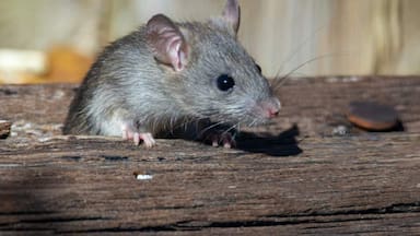 “No es necesario ver al ratón”: las actividades cotidianas con mayor riesgo de contagio por hantavirus