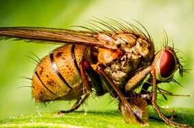 Senadores UDI critican al Gobierno por permitir ingreso de fruta peruana pese a plaga en el norte