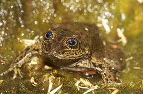 Al borde de la extinción: el dramático destino de la especie chilena que emocionó a Leonardo DiCaprio