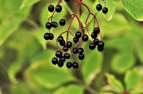 Saúco, el desconocido fruto del sur que puede combatir el cáncer y la diabetes y sirve para bajar de peso