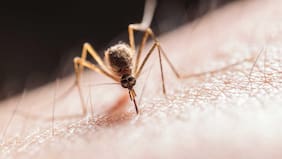 ¿Por qué Chile está protegido del dengue y la chikungunya pese a la crisis sanitaria en Cuba?