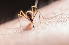 Cómo China está luchando contra un virus transmitido por un mosquito