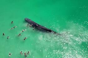 Ballena sorprende a decenas de bañistas en una playa australiana