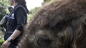 El comercio de vida silvestre está provocando brotes de enfermedades en todo el mundo, según un reciente estudio