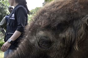 El comercio de vida silvestre está provocando brotes de enfermedades en todo el mundo, según un reciente estudio