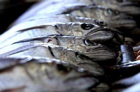 Llevaban más de dos toneladas de pescados y mariscos: formalizan a dos sujetos por infringir la Ley de Pesca en Romeral