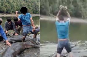 Sernapesca presenta denuncia por matanza de dos tiburones en Chiloé