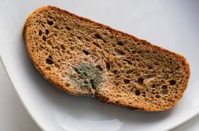 Esto es lo que ocurre si consumes alimentos con hongos