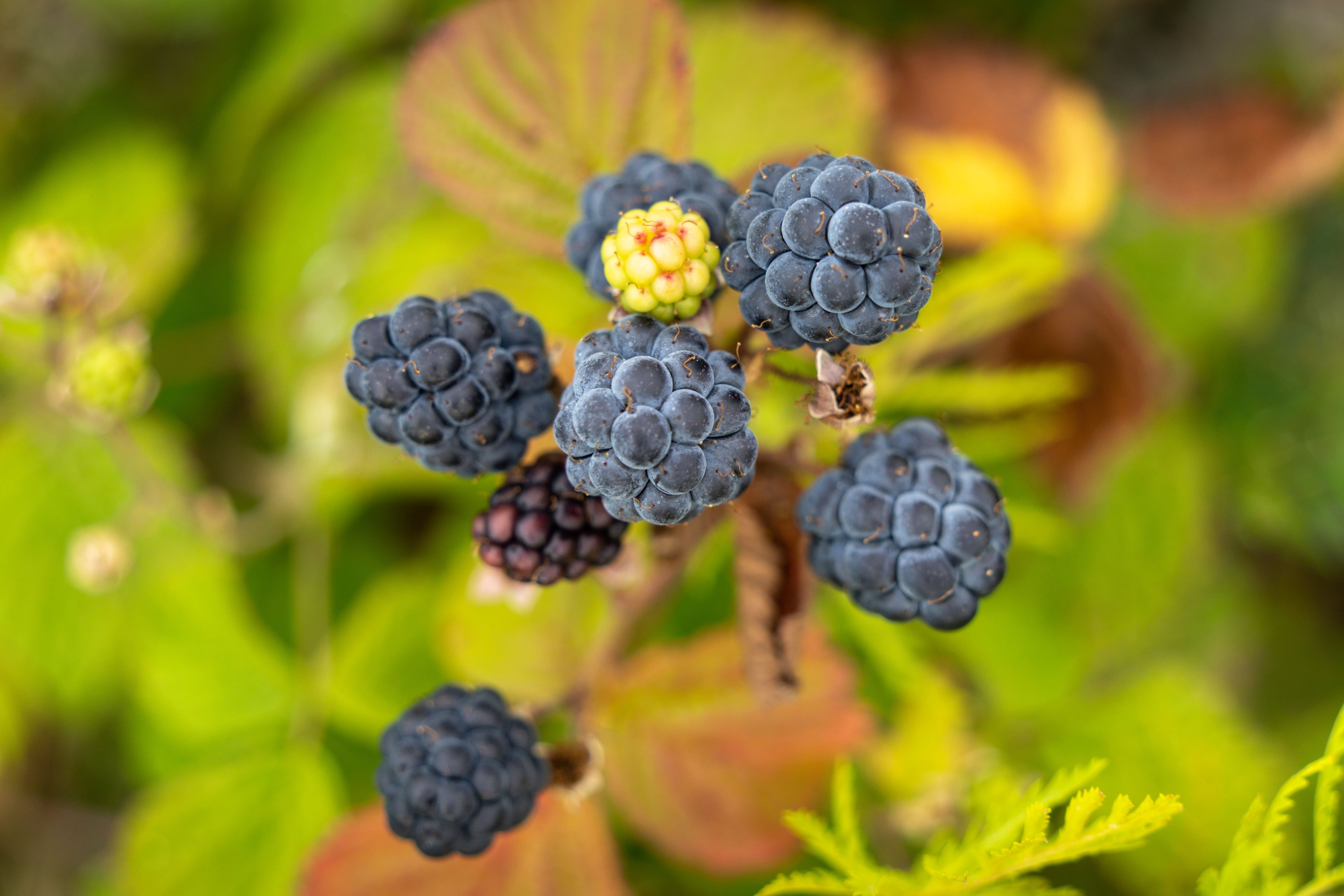 La fruta que podría “remodelar” la microbiota intestinal y favorecer la salud y el metabolismo. Foto: Pexels