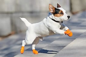 Zapatos para perros: ¿sirven realmente para evitar el calor?