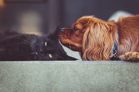 ¿Desde cuándo se puede esterilizar a un perro o un gato?