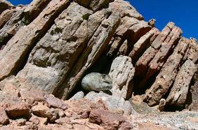 Atacama: SMA formula cargos graves a minera sudafricana por deficiente relocalización y muerte de chinchillas en construcción de yacimiento de oro y plata