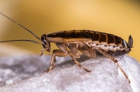¿Tienes cucarachas en casa? Así puedes evitar y controlar su desagradable presencia