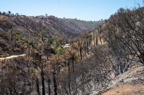 Gobierno analiza solicitud de empresas para reducir Santuario de la Naturaleza en Viña afectado por megaincendio