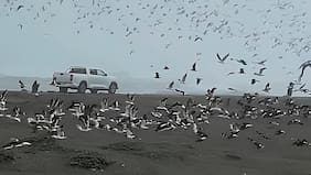 Denuncian grave daño a aves en humedal de Mantagua por camioneta que circuló ilegalmente en la playa