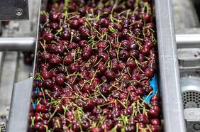 ¿Quién se hará responsable?: La millonaria pérdida que dejó la fallida exportación de cerezas a China