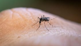 Este país nórdico encontró mosquitos por primera vez en su historia pese al frío