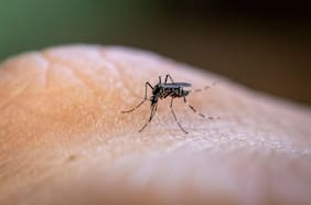 Este país nórdico encontró mosquitos por primera vez en su historia pese al frío