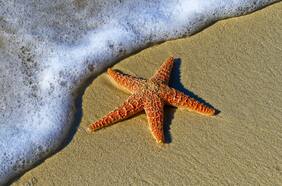 El misterio del cuerpo de una estrella de mar: estudio revela finalmente dónde está su cabeza
