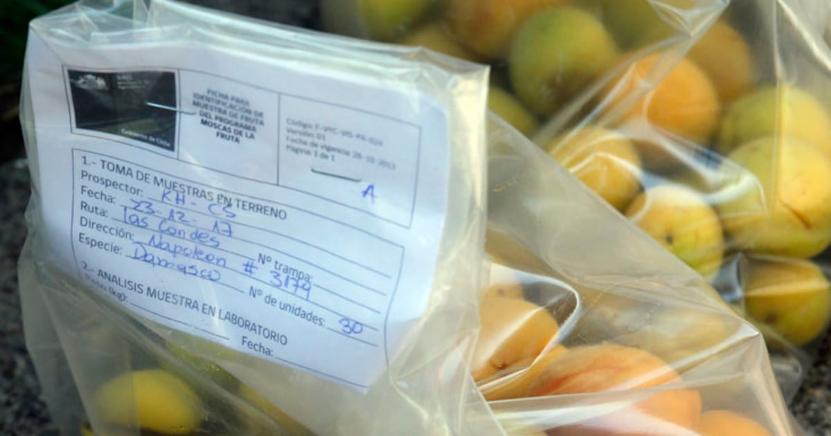 Importaciones agrícolas en Chile: ¿Seguridad sanitaria o apertura sin control?