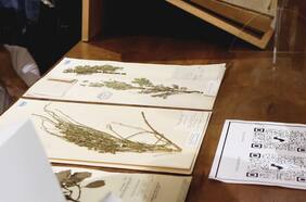 ¿Te suena Toromiro o Pingo Pingo? Museo de Historia Natural presentó inédita exhibición de especies chilenas extintas