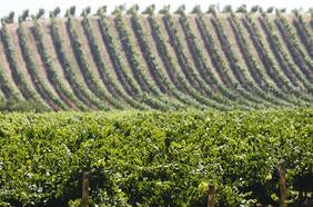 Las viñas chilenas miran hacia India