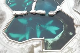 El video que capturó las tristes condiciones Kiska, la orca más solitaria del mundo