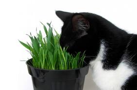 Catnip: qué es y por qué vuelve locos a los gatos