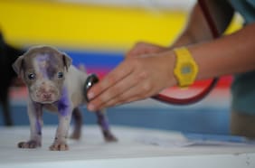 “Familias multiespecie”: cómo el nuevo trato con las mascotas obligó a cambiar la Medicina Veterinaria